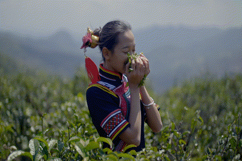 【跟着大象逛云南·“象”滇记】②普洱:“象”见恨晚的地方