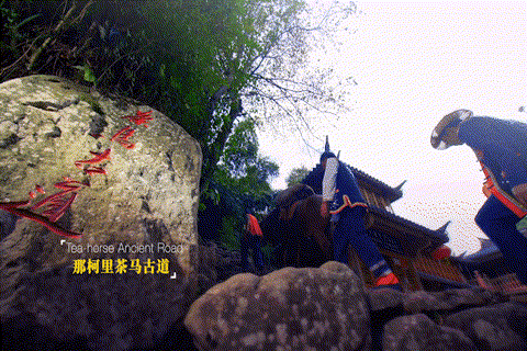 【跟着大象逛云南·“象”滇记】②普洱:“象”见恨晚的地方