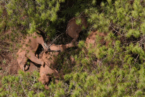 【跟着大象逛云南·“象”滇记】②普洱:“象”见恨晚的地方