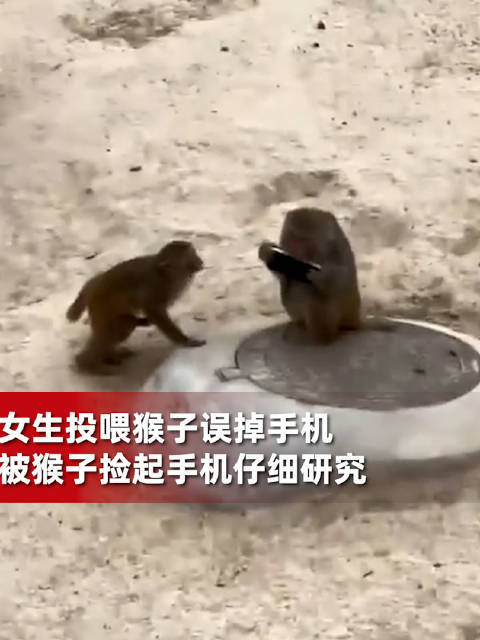 太原一女生逛动物园喂猴 误掉手机被猴捡起研究