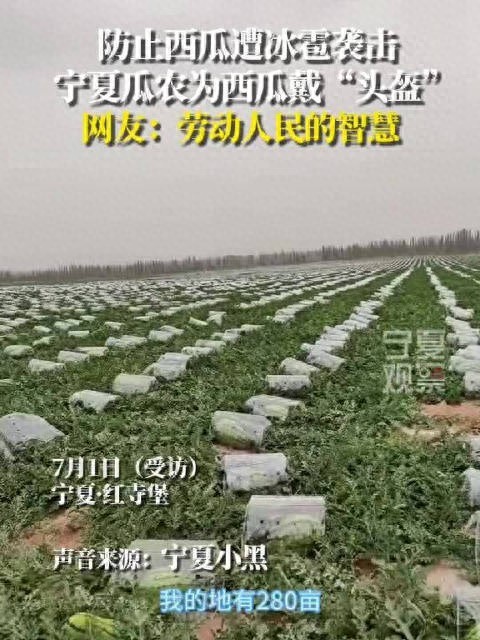 寧夏瓜農(nóng)為西瓜戴“頭盔”防冰雹,！