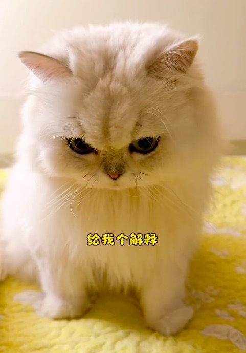 小猫自然睡醒和被喊醒的区别