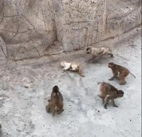 山东一动物园被指“猴猫混养”