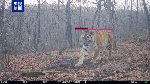 黑龙江上线人虎冲突预警平台 智能监测守护安全