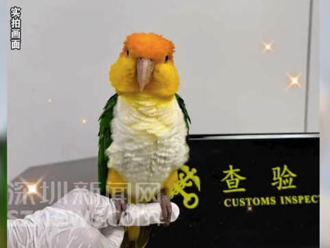 两女子将濒危鹦鹉藏裤兜过海关：除合法持有相关证书外，禁止携带濒危物种进出境，情节严重将追刑责