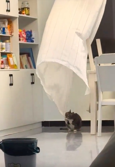 小猫大战台风天 网友:小猫侠支援窗帘
