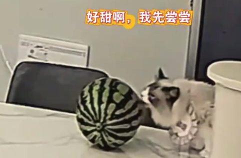 猫咪舔西瓜滚落裂开 狗差点“背锅”