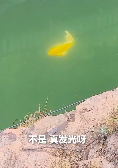 接好运！ 北京公园里发光锦鲤来了 