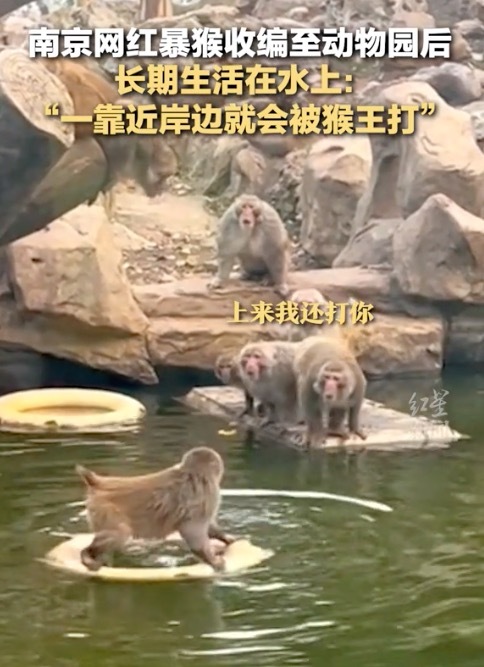 南京网红暴猴遭"霸凌"长期水上漂 还有专门“放哨猴”一靠岸就被猴王打