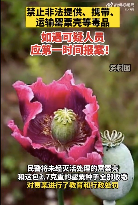 旅客携带罂粟过安检称治胃病