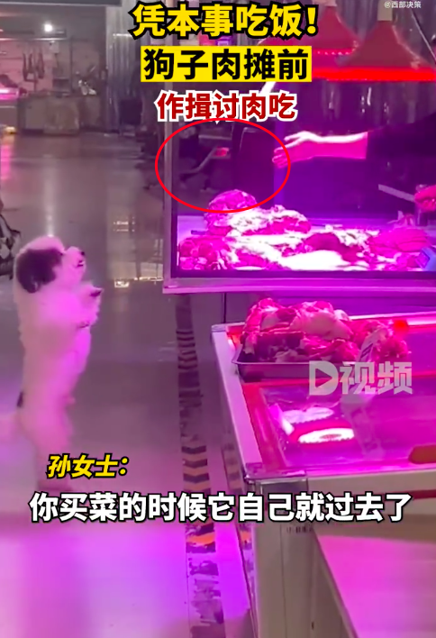 狗子肉摊前连续作揖讨肉吃