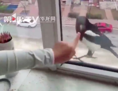 喜鵲連續(xù)幾天在窗口等女孩放學(xué)回家 只和大姐的女兒親