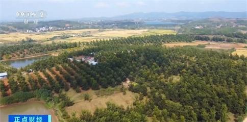 中国多地森林食物迎来夏季采收 丰富百姓餐桌