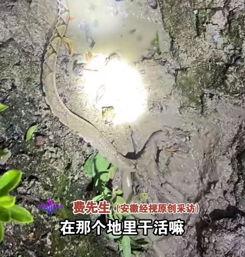 男子摸到五步蛇被其咬伤 近两月了仍有余毒