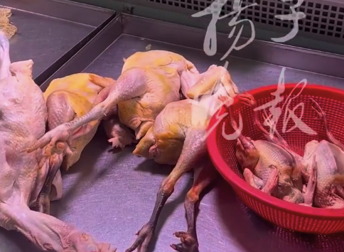 都是鸡有的卖17有的卖70元 炖只鸡价格差别咋那么大