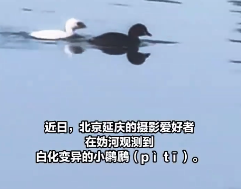 罕见！市民在北京妫河发现白化变异小鸊鷉