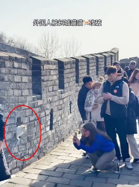 外国人被长城上的猫攻破 被戏称"长城首席保安"