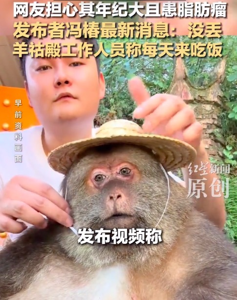 网红独臂猴疑似失联多日 网友担心其年纪大且患脂肪瘤 发布者冯椿最新消息：没丢 羊祜殿工作人员称每天来吃饭