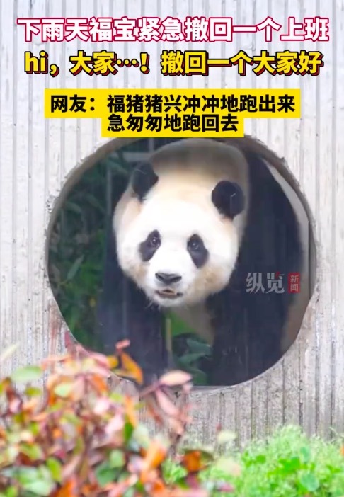 福宝紧急撤回一个上班 福猪猪又可爱又聪明！