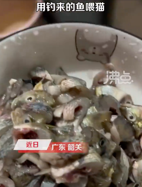 主人用淡水生鱼喂猫遭质疑