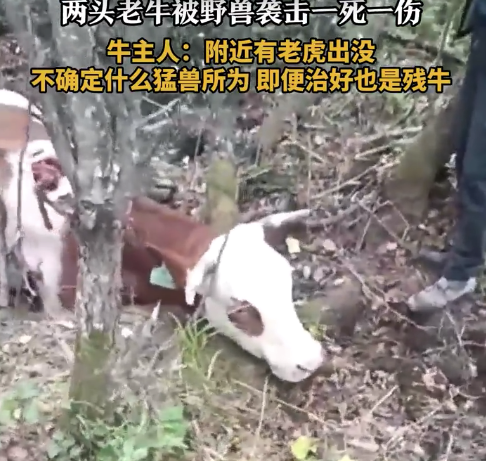两端牛遭野兽进击1死1伤 主东说念主发声:隔壁有老虎出没,但概略情是什么猛兽所为