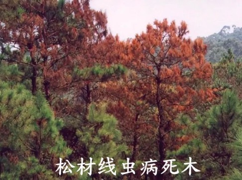 内蒙古锡盟发现有毒外来入侵物种