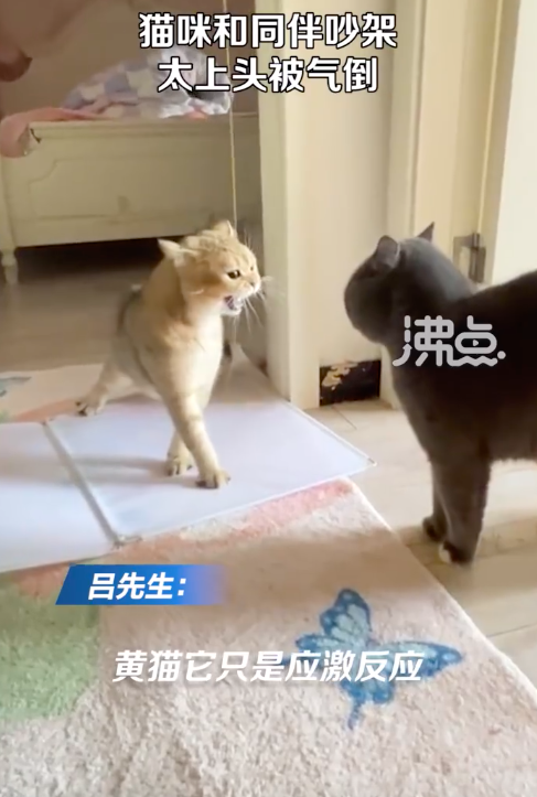 公猫和同伴吵架被气翻倒在地 真给孩子气坏了气嘎了
