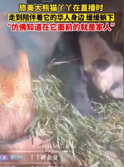 泪目！丫丫走到一直陪伴它的华人身边缓缓躺下 丫丫仿佛明白谁是它家人！