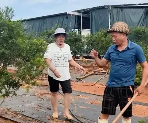 全红婵回家摘荔枝 果园里的沉重心情