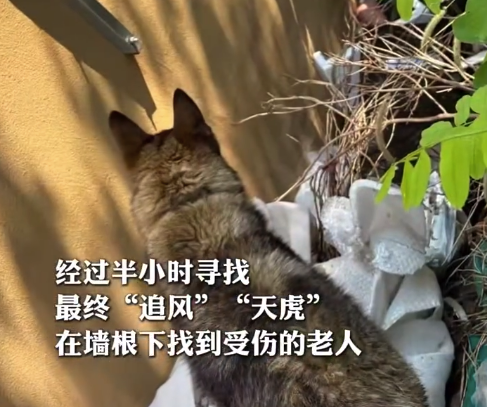 老人走失1天2夜被汪汪隊(duì)找到 被獎(jiǎng)3箱好吃的