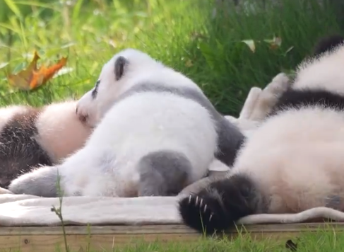 墨水不足的熊猫幼崽好扎眼 根本挪不开目光