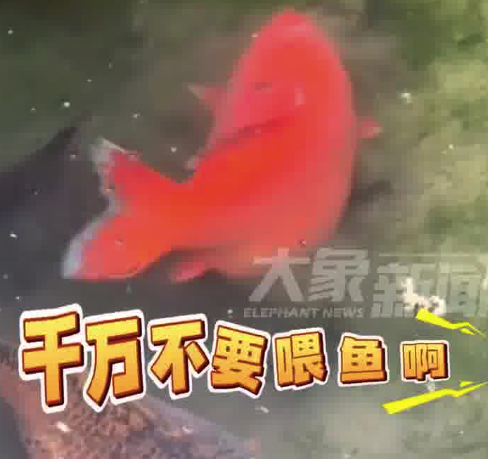 趵突泉標(biāo)牌寫著再喂就嘎了 保安：“不要喂魚不要犯罪”