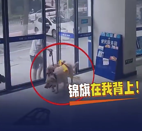 有爱一幕！狗狗背着救汪狗命锦旗感谢民警