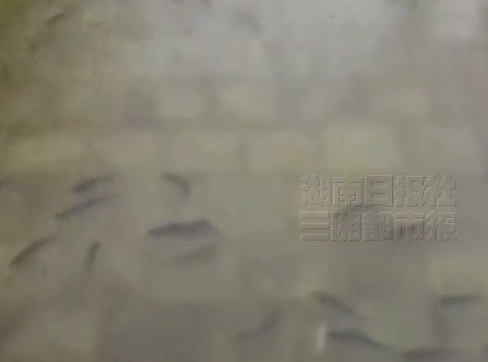 暴雨致大量鲫鱼上岸 学生下水捡鱼