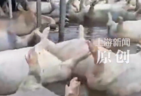 广西宾阳一养猪场被淹数千头死猪漂浮水面？当地回应：属实，正在处置