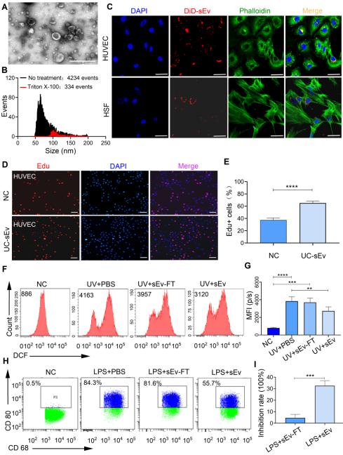 齐鲁细胞谭毅、王欣博士团队在国际期刊首发“cGMP级MSC-sEv治疗肺纤维化质控标准”