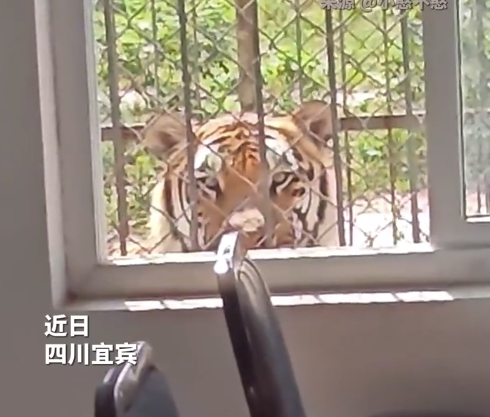 不敢動,！飼養(yǎng)員每日上班被虎視眈眈督工