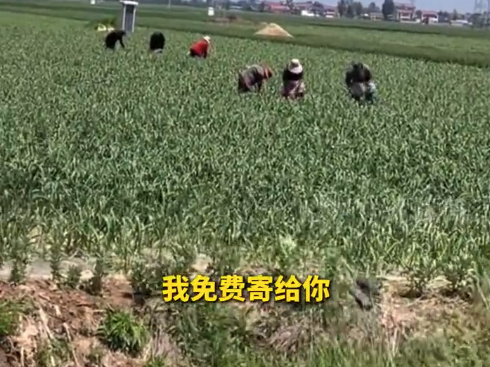 女子回应付邮免费寄蒜薹：每天4趟，一趟送50件包裹，每件最多6斤