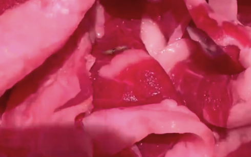 自助烤肉店生肉上現(xiàn)蠕動活蟲 烤肉店回應