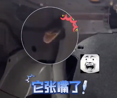 吓人!洗车时座椅缝隙钻出1条蛇