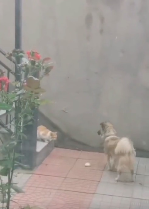 狗狗把肉包子叼给流浪猫目送它离开 