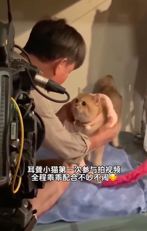 耳聋小猫因为很乖被导演选中 治愈到了!