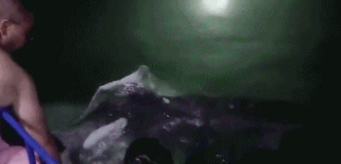 6天16头！鲸类频繁搁浅为哪般