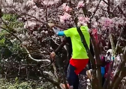 搭客摇晃枝干致花瓣飘落被劝导制止 目睹者：但愿巨匠营造一个漂后的户外环境