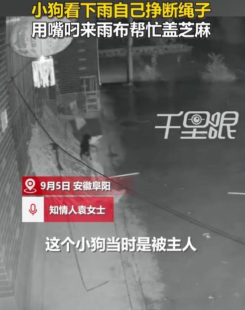 主人住院 狗狗叼来雨布遮盖芝麻 网友:给狗狗加鸡腿!