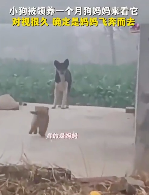 小狗在街上认出姆妈时的响应