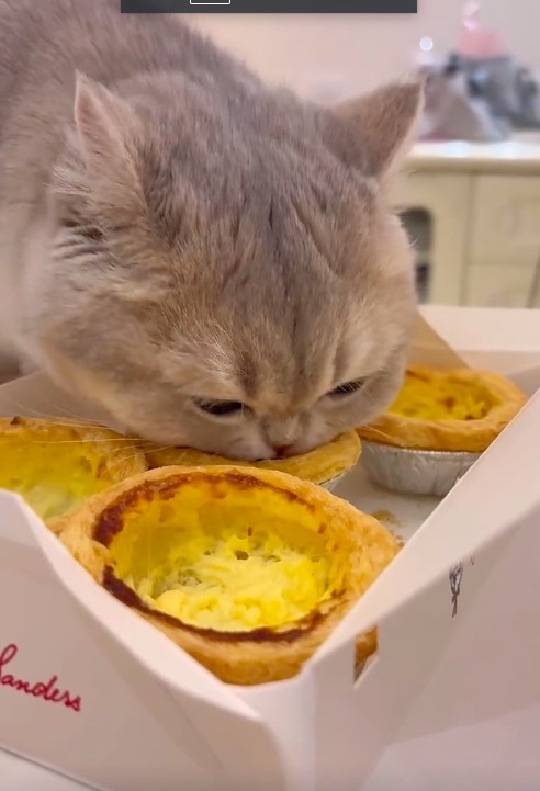 猫猫会不会以为蛋挞皮是个碗？