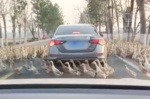 小轿车被几百只鸭子围住转圈圈 后面司机怎么也没想到是这么堵车的！鸭群摆阵!