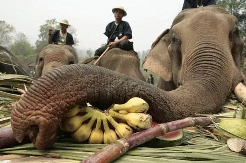 催熟香蕉“毒死”20万美元泰国大象