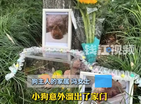 小狗不慎溜出家门被邻居男子虐杀 目前警方已经介入